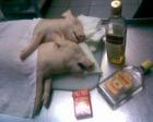 Прикрепленное изображение: 84145822_1280647544_planktonsru_funny_pic001.jpg