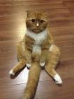 Прикрепленное изображение: Котэ.jpeg