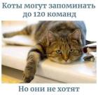 Прикрепленное изображение: 1674117849.jpg