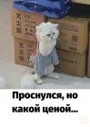 Прикрепленное изображение: smeshnye-kartinki_24063.jpg