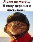 Прикрепленное изображение: Хочу деревья с листьями.jpg