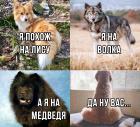 Прикрепленное изображение: похожие собаки.jpg