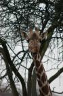 Прикрепленное изображение: DSC_3257.jpeg