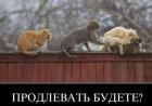 Прикрепленное изображение: Продление.JPG