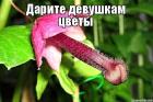 Прикрепленное изображение: 1.jpg