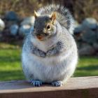 Прикрепленное изображение: fat15a.jpg
