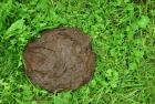 Прикрепленное изображение: depositphotos_5410845-stock-photo-manure.jpg