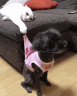 Прикрепленное изображение: nu-kuda-ty-durashka_41783.gif