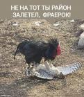 Прикрепленное изображение: 1708027994.jpg