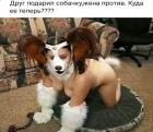 Прикрепленное изображение: Друго подарил собачку.jpg