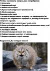 Прикрепленное изображение: Погладить манула.jpg