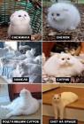 Прикрепленное изображение: Снежные котики.jpg