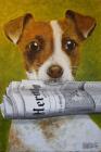 Прикрепленное изображение: 16.-Dog-with-newspaper.jpg