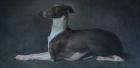 Прикрепленное изображение: greyhound.jpg