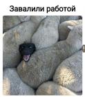 Прикрепленное изображение: 1770851136.jpg