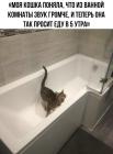 Прикрепленное изображение: Кошка просит еду.jpg