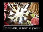 Прикрепленное изображение: 1уууы.jpg
