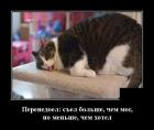 Прикрепленное изображение: Котик перенедоел.jpg