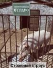 Прикрепленное изображение: Калифорнийский страус.jpg
