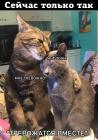 Прикрепленное изображение: Котикам тревожно.jpg