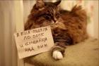 Прикрепленное изображение: бил пуделя.jpg
