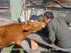 Прикрепленное изображение: зоотехник-осеменитель.jpg