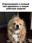 Прикрепленное изображение: Отдохнувший и полный сил.jpg