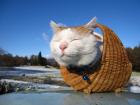 Прикрепленное изображение: 0_5cf59_f9f92ad4_orig.jpg