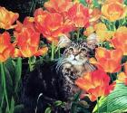 Прикрепленное изображение: 34-dbeoiajaS_1HLILPRx1mTfqdf4cipcMUiTRHygb4vZ7eUaJrV4YO66cftHzvWLI0e5ntW0Vt1guSU.jpg