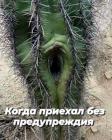 Прикрепленное изображение: Приехал без предупреждения.jpg