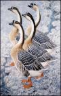 Прикрепленное изображение: chinese-geese(1).jpg