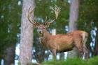 Прикрепленное изображение: images (6).jpeg
