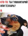 Прикрепленное изображение: Песик тупой.jpg