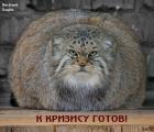 Прикрепленное изображение: 91186.jpg