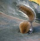 Прикрепленное изображение: 1173441860_11_squirrels_1366271.jpg