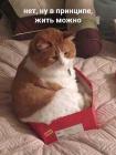 Прикрепленное изображение: Котику в принципе жить можно.jpg