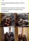 Прикрепленное изображение: Семейство соколиных.jpg