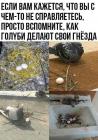 Прикрепленное изображение: Голуби делают гнезда.jpg