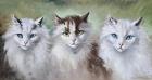 Прикрепленное изображение: marino-lenci-tre-gatti-F2YVW.jpg