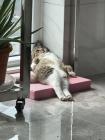 Прикрепленное изображение: котик у окна.jpg