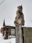 Прикрепленное изображение: котик на столбе.jpg