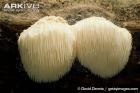 Прикрепленное изображение: Bearded-tooth-fungus.jpg