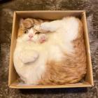 Прикрепленное изображение: Квадратный котик в коробке.jpg