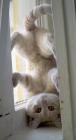 Прикрепленное изображение: Котенок вверх ногами.jpg