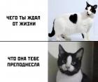 Прикрепленное изображение: Чего ждал от жизни.jpg