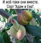 Прикрепленное изображение: 1622119120.jpg