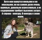 Прикрепленное изображение: Милые и не опасные.jpg