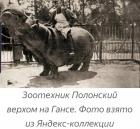Прикрепленное изображение: Зоотехник на бегемоте.jpg