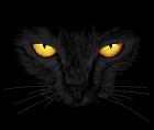 Прикрепленное изображение: 1-black-cat-anastasiya-malakhova.jpg