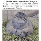 Прикрепленное изображение: Манул в гнезде.jpg